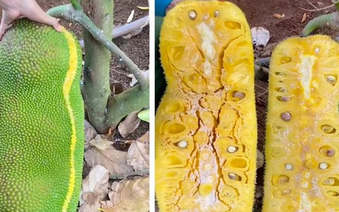 Loài mít ngoại lai 'hiếm có khó tìm', quả dài cả mét như đột biến