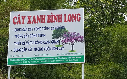 Điểm mua cây xanh công trình uy tín mùa dịch COVID– Cây xanh Bình Long