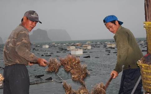 Quảng Ninh: Hàu sữa rớt giá vì dịch COVID-19, ngư dân trắng đêm thu hoạch