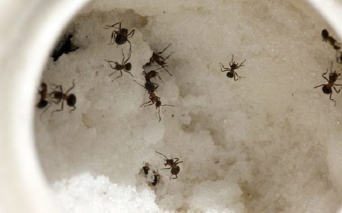 Kiến đang vào mùa hoành hành, chỉ bằng cách này lũ kiến sẽ không dám bén mảng đến gần lọ đường nhà bạn