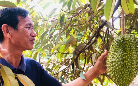 Xen canh trồng cà phê và cây ăn quả, lão nông Gia Lai kiếm tiền tỷ mỗi năm