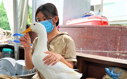 Chú vịt thông minh chỉ ăn thức ăn người nhà cho, không ăn của người lạ