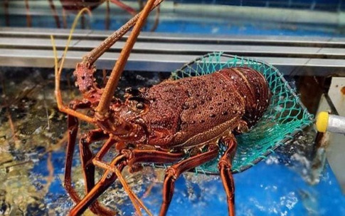 "Tôm hùm ngon nhất thế giới" đổ bộ về chợ Việt, đua nhau mua vì giá rẻ chưa từng có