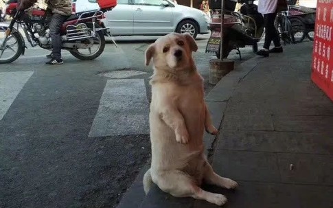 Chú chó hoang ngày ngày ngồi bệt trước quán gà nướng, hiểu ra lý do ai cũng phì cười