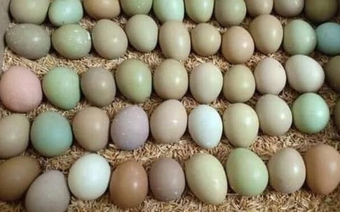 Loại trứng màu xanh đỏ bắt mắt, giá đắt gấp 10 lần trứng gà ta nhưng chị em vẫn lùng mua