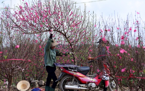 Năm nào cũng mua đào chơi Tết nhưng hẳn bạn chưa biết có đến 4 loại đào để lựa chọn