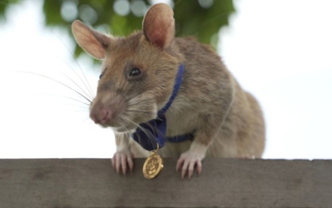 Cuộc đời "đáng ngưỡng mộ" của chú chuột dò mìn nổi tiếng từng được trao huy chương vừa qua đời