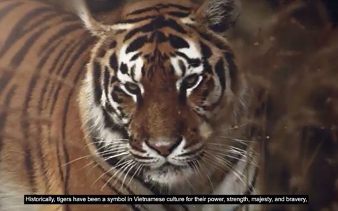 Xuân Nhâm Dần: Hãy giảm nhu cầu đối với các sản phẩm từ hổ