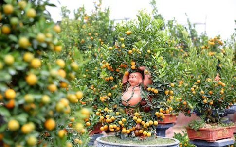 Đây là những cây cảnh đang gây sốt dịp Tết Nhâm Dần 2022
