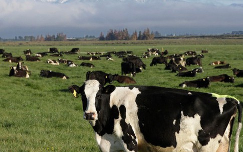New Zealand đề xuất đánh thuế ợ hơi từ bò, cừu để hạn chế khí thải