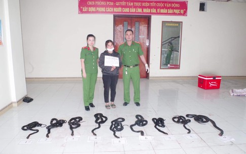 Bắt người phụ nữ vận chuyển 9 cá thể rắn hổ mang chúa