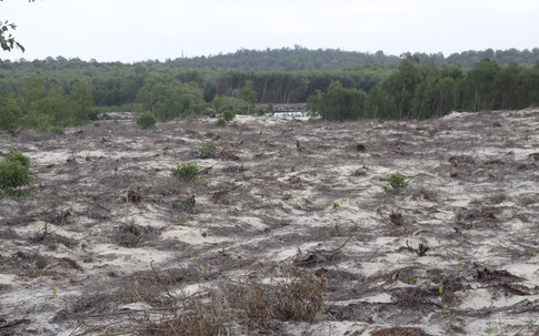 Sẽ xử lý vụ 12ha rừng trên cát bị phá ra sao ?