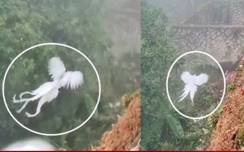 'Phượng hoàng trắng trong truyền thuyết' xuất hiện khiến dân mạng dậy sóng