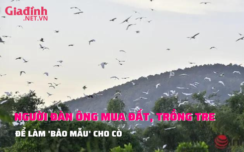 Người đàn ông trồng tre làm ‘bảo mẫu’ cho hàng vạn con chim trời