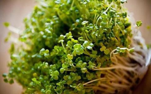 Phát hiện hợp chất giải độc gan tự nhiên hiệu quả ngay gần bạn