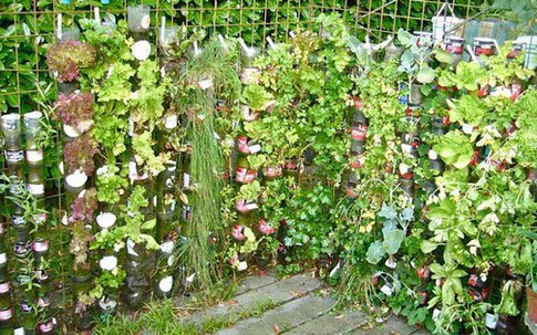 Cách trồng rau sạch từ chai và thùng nhựa cũ của vị giáo sư Đại học sau khi về hưu