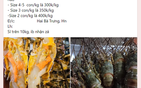 Trung Quốc tạm dừng thông quan, tiểu thương kêu gọi giải cứu tôm hùm