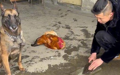 Chủ nhân mài dao mổ gà ngoài sân, biểu cảm của chó cưng khiến chủ không nhịn nổi cười