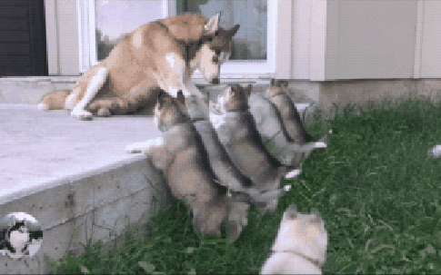 Chó Husky đẻ 8 con, 1 hôm chủ ra ngoài nhìn rồi thốt lên: Chó mẹ quá đỗi thông minh!