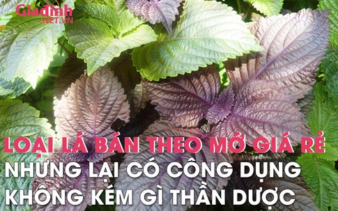 Loại lá ở Nhật được xem như "lá hồi sinh", Việt Nam trồng cả vườn, bán theo mớ rẻ bèo