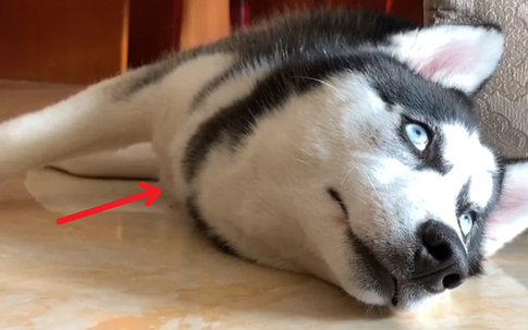 Tưởng chó Husky mang bầu, chủ đưa đi khám thì chỉ muốn tăng xông với kết quả siêu âm