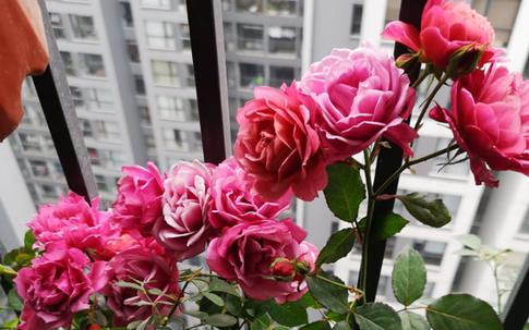 Mẹ chồng đưa đứa trẻ của họ hàng về nuôi, sự thật phơi bày sau 2 năm