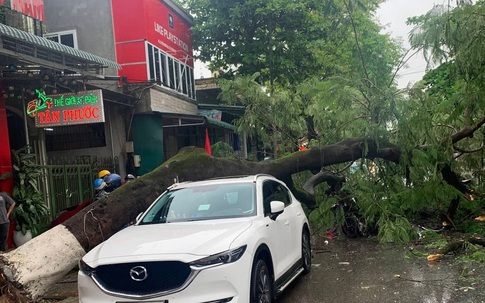 Quảng Trị mưa lớn, cây phượng cổ thụ bật gốc đè xe sang