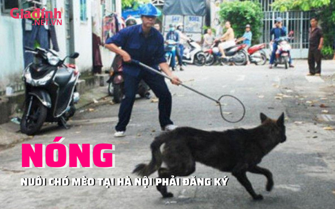 NÓNG: Nuôi chó mèo ở Hà Nội phải đăng ký 