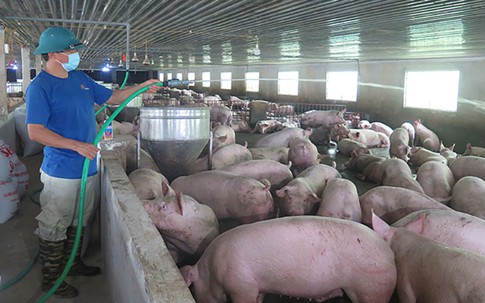 Đua báo tin xấu, nông dân kiệt sức vì thua lỗ nặng