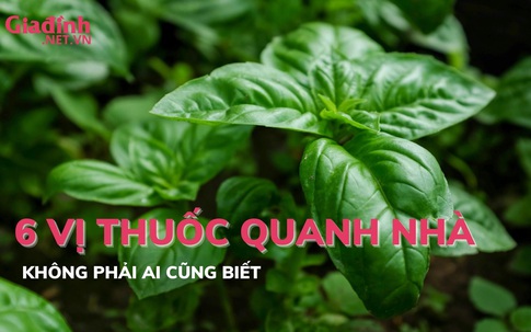 6 vị thuốc tốt quanh nhà không phải ai cũng biết 