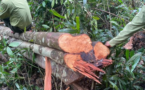 Thanh Hóa: Xử lý trách nhiệm tập thể, cá nhân trong các vụ phá rừng ở huyện Quan Sơn