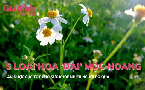 5 loại hoa dại mọc hoang ăn cực tốt cho sức khoẻ nhưng ít được biết