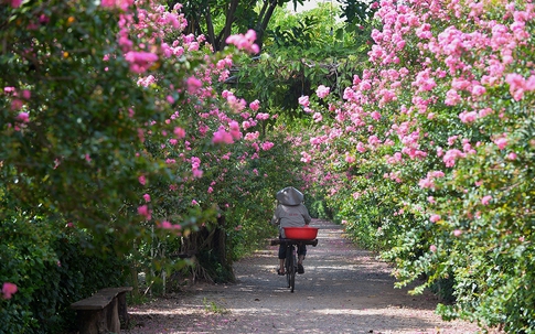 Ngắm con đường hoa tường vi đẹp như trong chuyện cổ tích