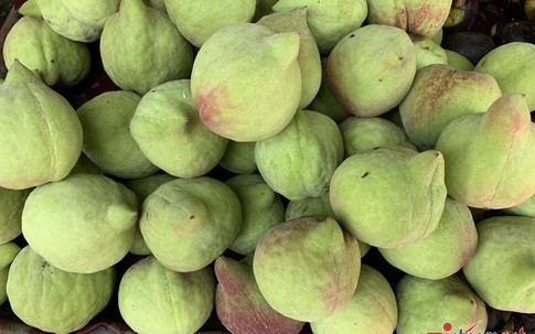 Đào Trung Quốc tràn chợ, giá cao chót vót vẫn đắt hàng