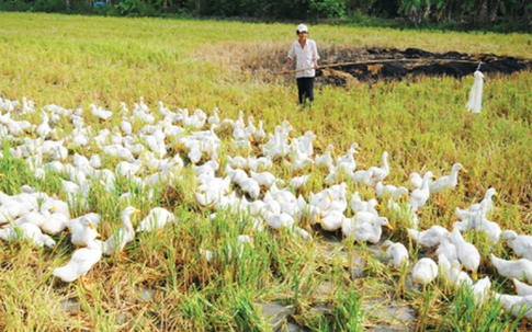 Khởi tố vụ án tổ tự quản thôn đánh chết hơn 100 con vịt của người dân