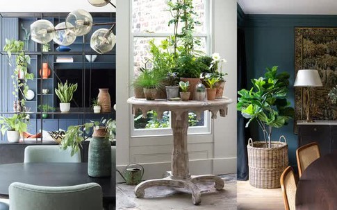 Nếu định trang trí cây xanh trong nhà thì dưới đây là các ý tưởng cho bạn
