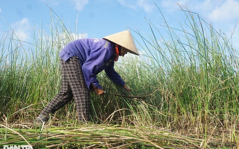 Đội nắng mót gon, nông dân ven đô thu nửa triệu đồng mỗi ngày