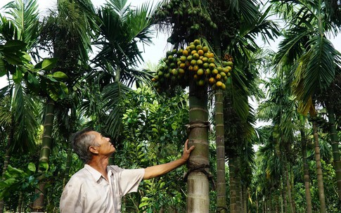 Vườn cau đẹp như tranh, thu lãi tiền tỷ của lão nông miền Tây