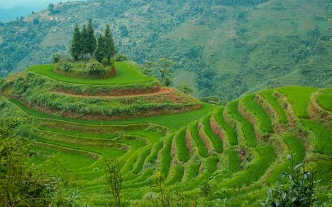 Mát mắt với những thửa ruộng bậc thang tây bắc xanh ngắt mùa lúa đang "thì con gái"
