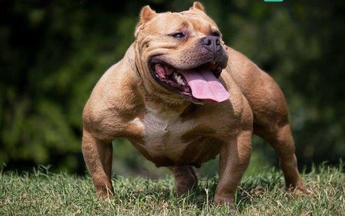 Thanh Hoá: Người phụ nữ bị chó pitbull cắn chết khi cho ăn