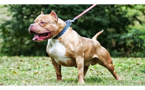 Đang cho chó Pitbull ăn, nữ chủ nhà bị tấn công tới tử vong