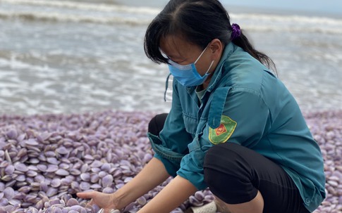Thanh Hoá: Hàng tấn ngao chết "đổ bộ" dọc bờ biển Nghi Sơn
