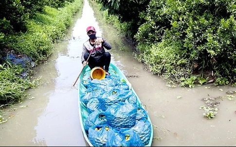 Hạnh là cây gì mà chỉ trồng 5ha, hái 1 tấn trái/ngày, lời 1 tỷ đồng/năm?