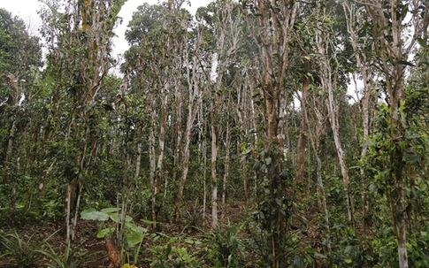 Đôi vợ chồng trẻ cùng tử vong trên rẫy