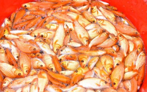 Ao hồ vơi cá chép đỏ, túi rủng rỉnh tiền tỉ, người dân xứ Thanh đang 'hốt vàng' trước ngày cúng ông Công, ông Táo