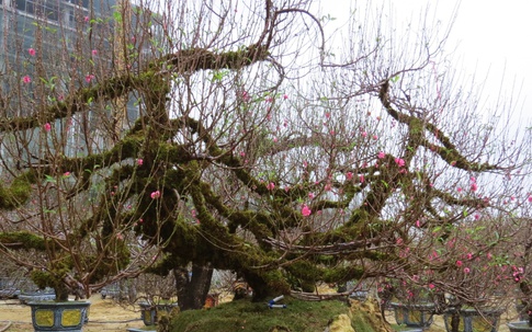 Nghệ An: Độc đáo cây đào thế rồng bay với giá hàng trăm triệu đồng
