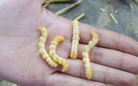 Sự thật về ‘xuân dược phòng the’ từ côn trùng