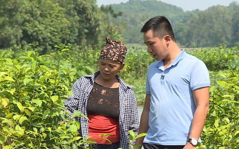 Kỹ sư bỏ việc, làm giàu nhờ gom đất trồng thứ "quả lạ" tím lịm