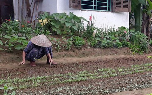 Câu chuyện vườn rau của mẹ sau Tết cứu vãn cả 1 cuộc hôn nhân