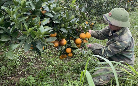 Hà Tĩnh: 'Thủ phủ' cam Hương Sơn chín vàng cả vườn chờ Tết